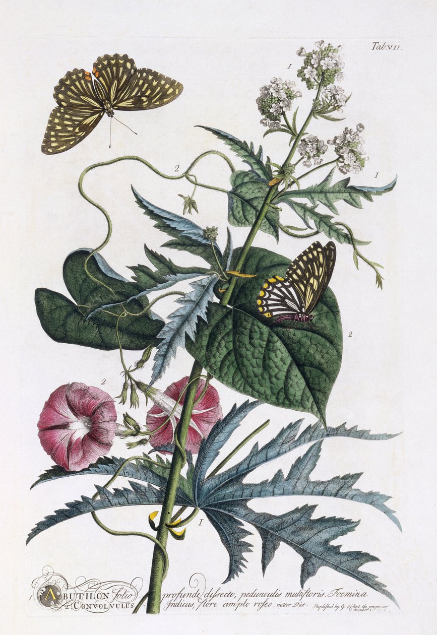 Abutilon und Convolvulus, 1748 körül (kézi színezésű metszet) alkotó: Georg Dionysius Ehret