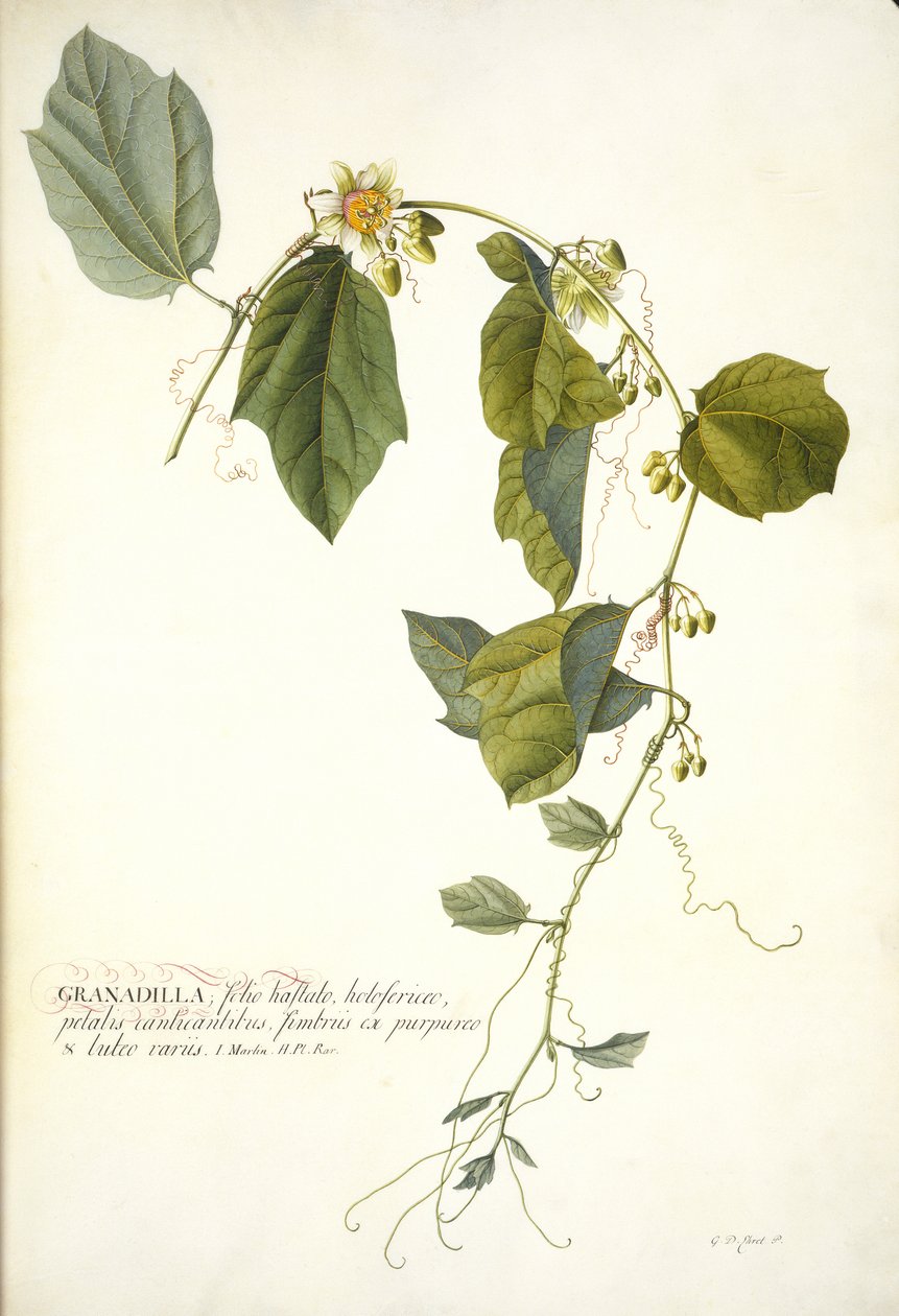 Passiflora holosericea (golgotavirág) (wc és testszín arannyal emelt pergamen) alkotó: Georg Dionysius Ehret