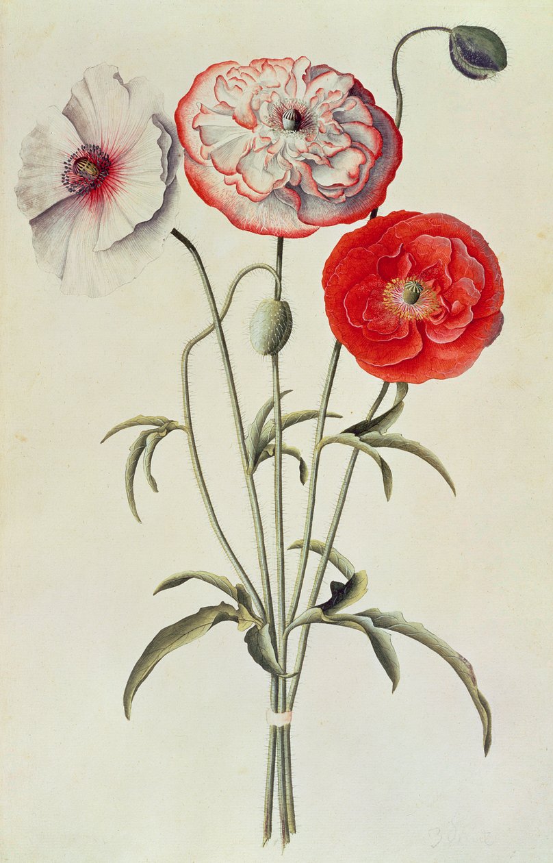 Pipacsok: Kukorica (Papaver Rhoeas) alkotó: Georg Dionysius Ehret