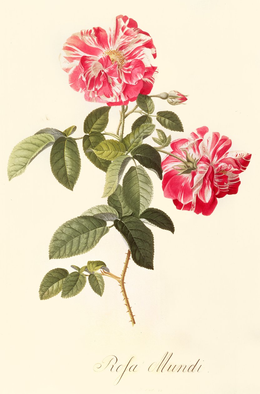 rózsavilág alkotó: Georg Dionysius Ehret