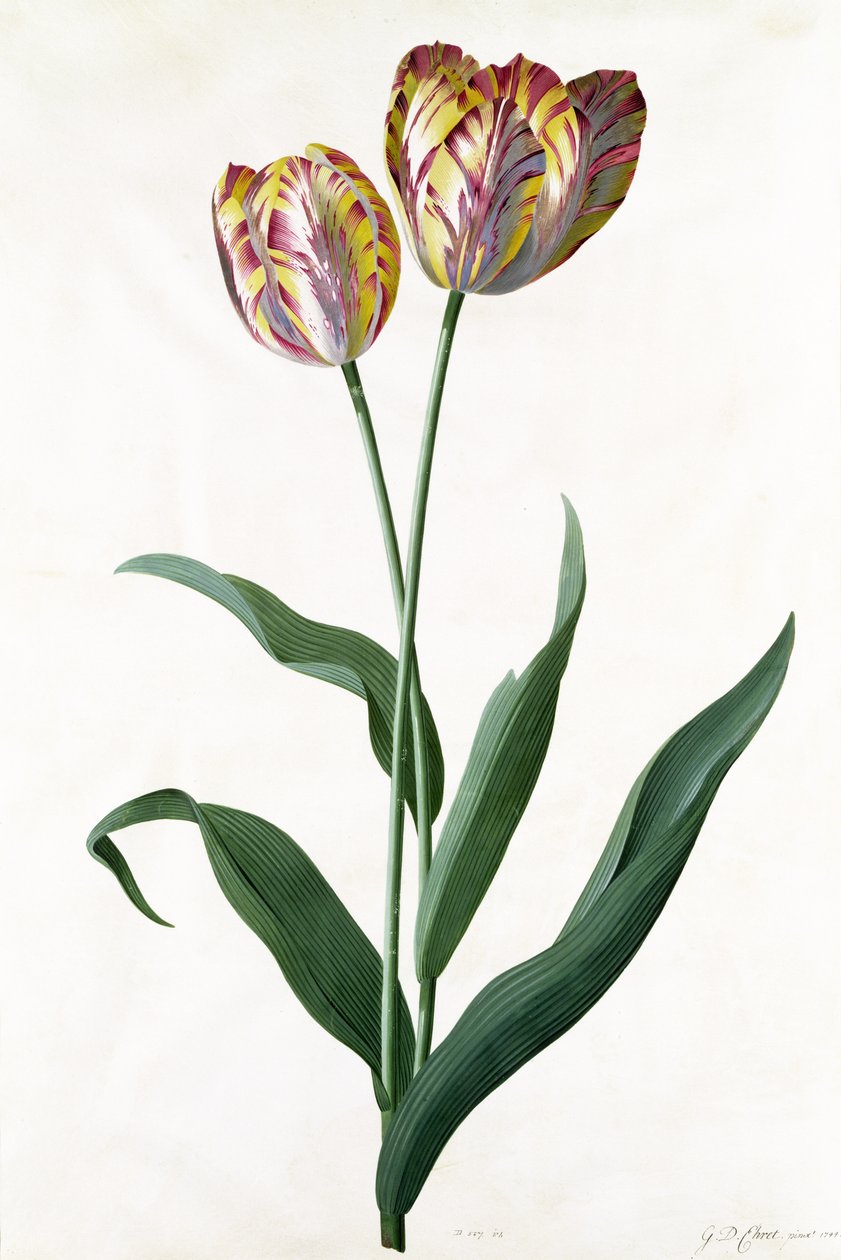 Tulipán Tulipán alkotó: Georg Dionysius Ehret