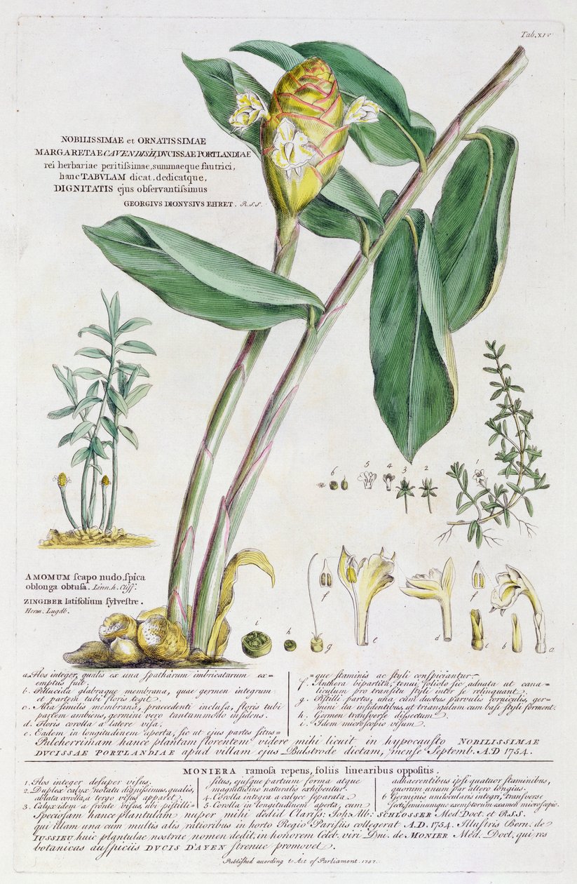 Zingiber latifolium és Amomum, 1754 alkotó: Georg Dionysius Ehret