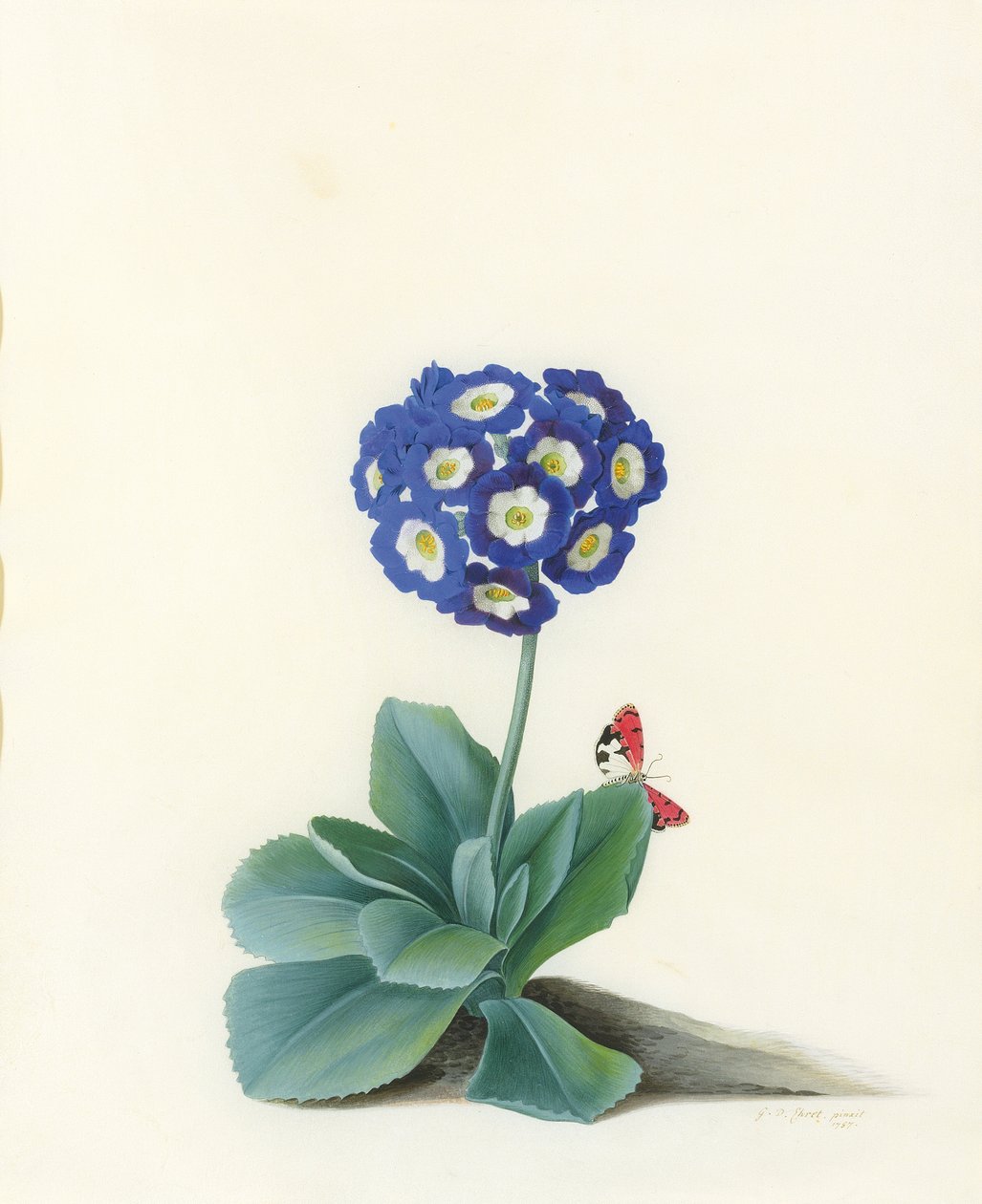 Kék Auricula alkotó: Georg Dionysius Ehret