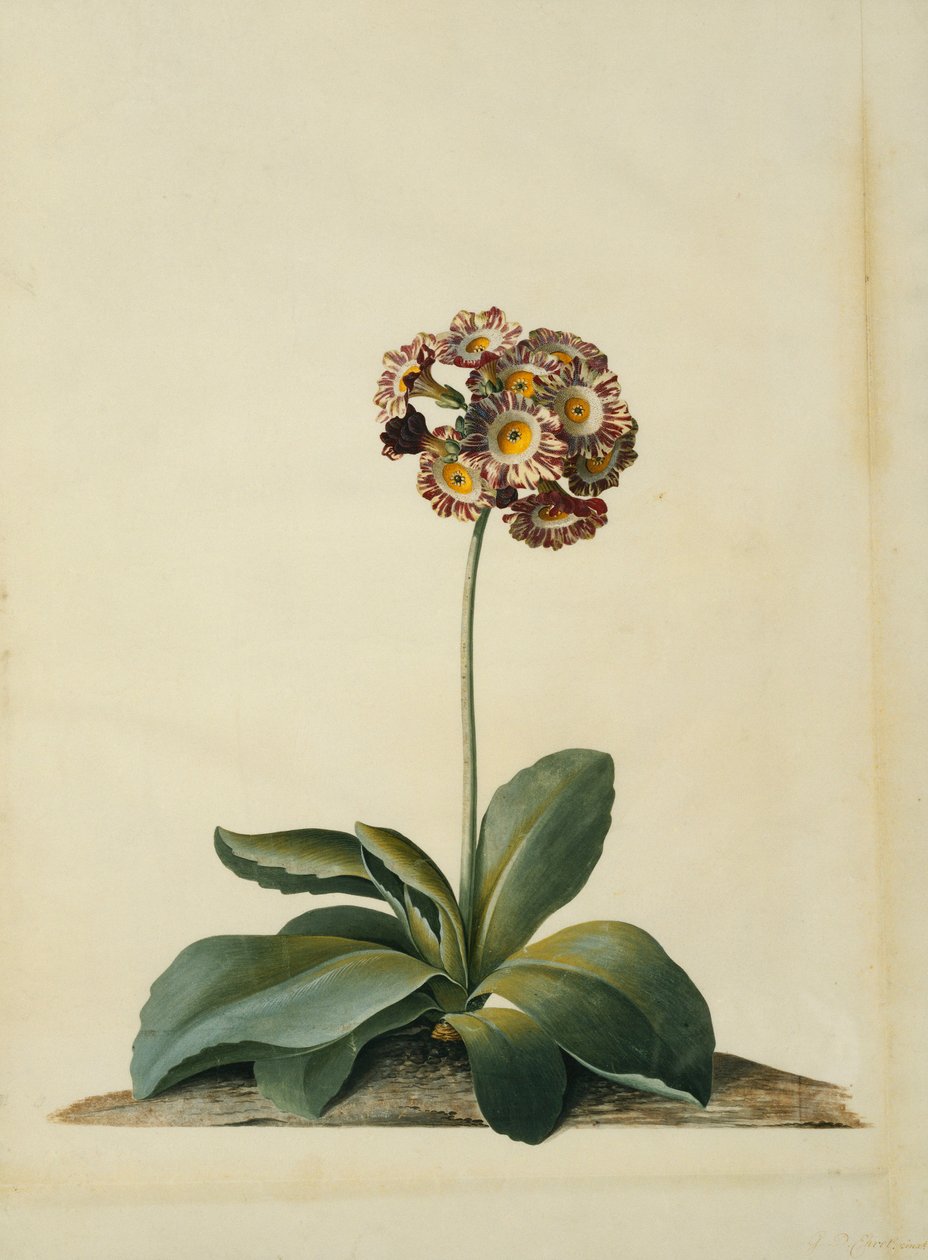 Rózsaszín tarka Auricula, alkotó: Georg Dionysius Ehret
