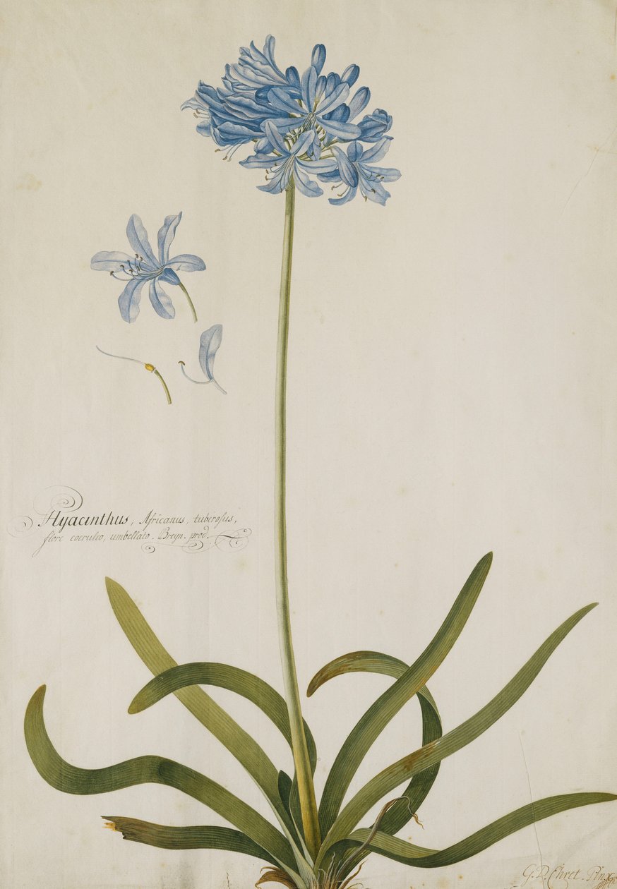 Agapanthus, alkotó: Georg Dionysius Ehret