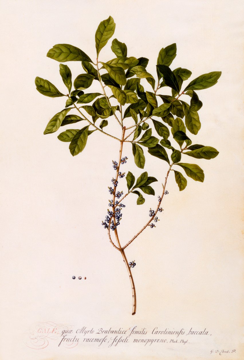 Bayberry vagy Myrtle. alkotó: "Georg Dionysius Ehret