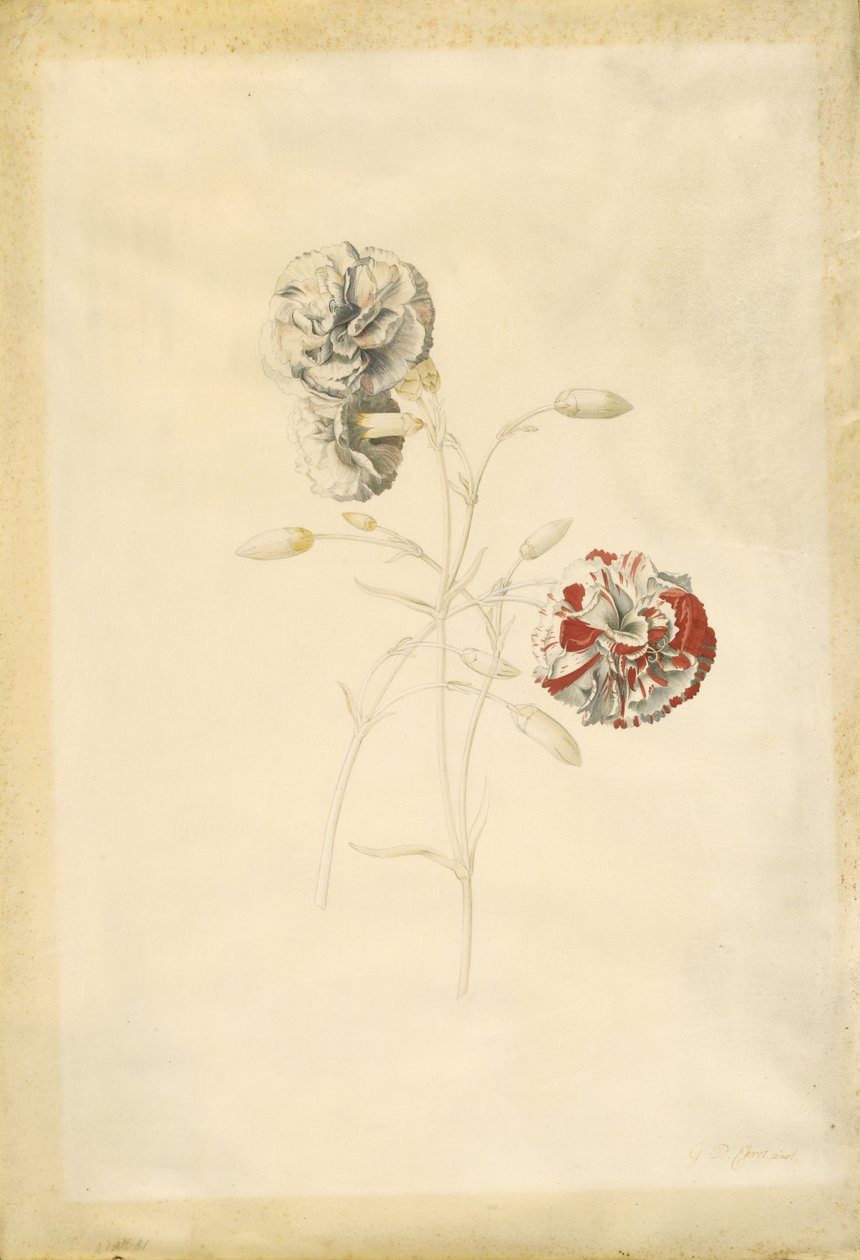 Szegfű alkotó: Georg Dionysius Ehret