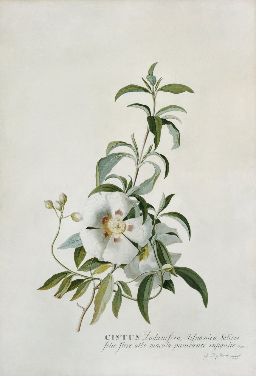 Cistus, 1747 alkotó: Georg Dionysius Ehret
