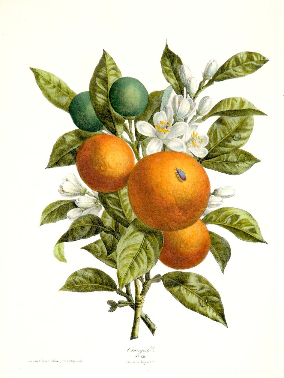 Citrus aurantiacus narancs, 1730-1770. alkotó: Georg Dionysius Ehret