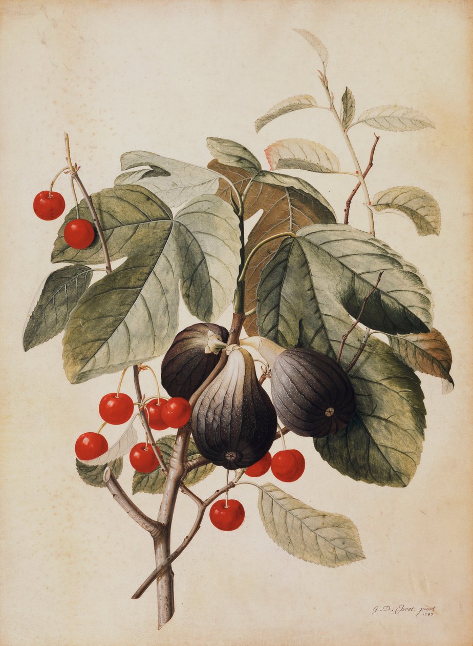 Füge és cseresznye, 1747 alkotó: Georg Dionysius Ehret