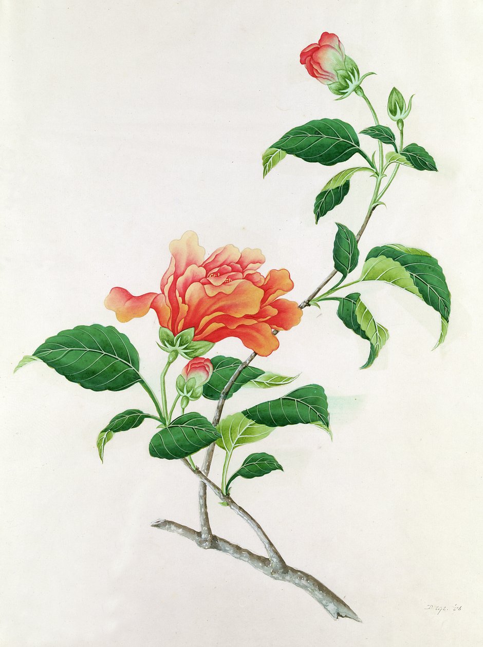 Hibiszkusz alkotó: Georg Dionysius Ehret