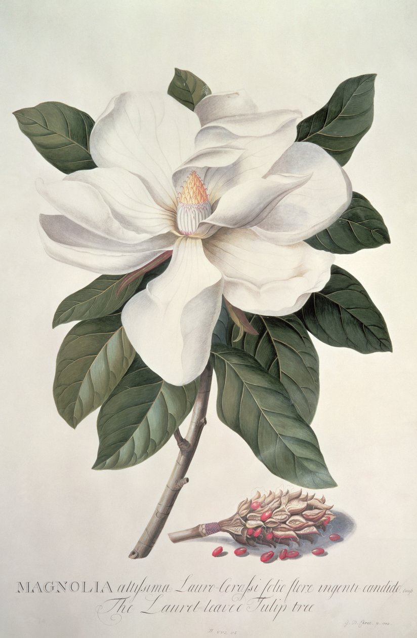 Magnólia alkotó: Georg Dionysius Ehret