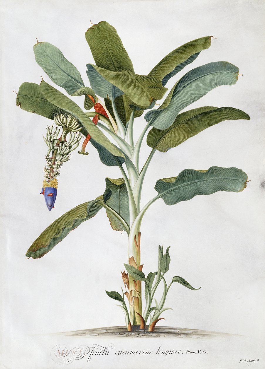 Musa, alkotó: Georg Dionysius Ehret