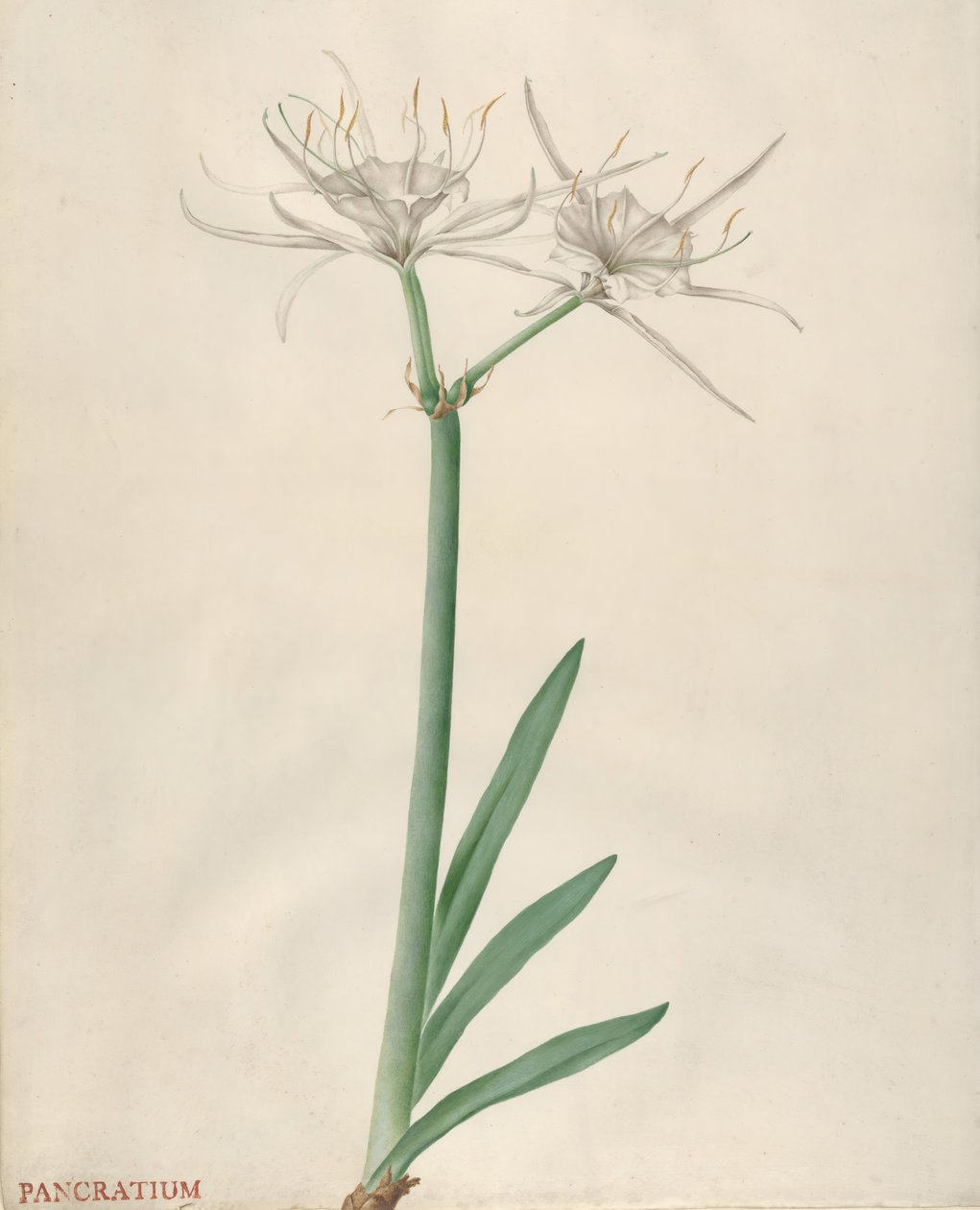 Pancratium, 1738-70. alkotó: Georg Dionysius Ehret