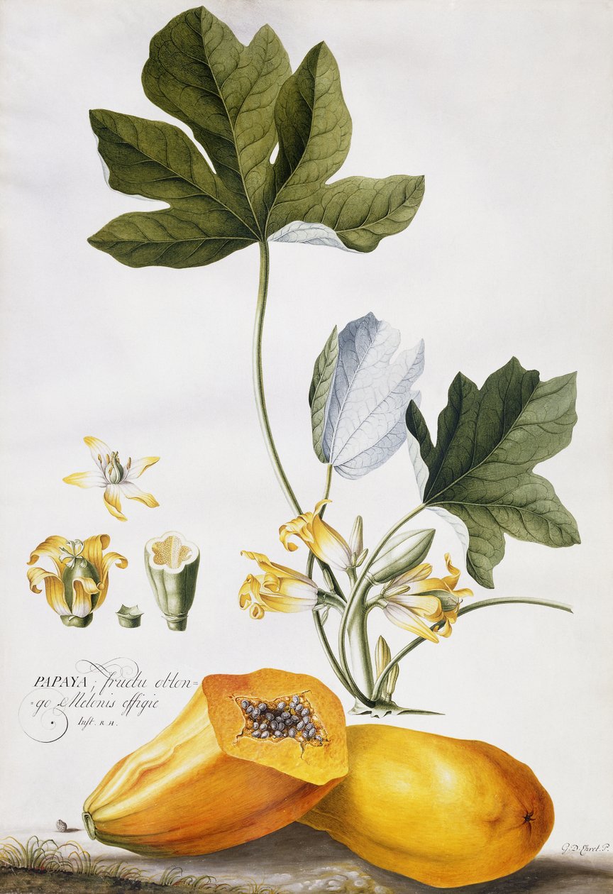 papaya, alkotó: Georg Dionysius Ehret