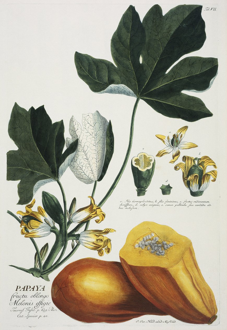 Papaya alkotó: Georg Dionysius Ehret