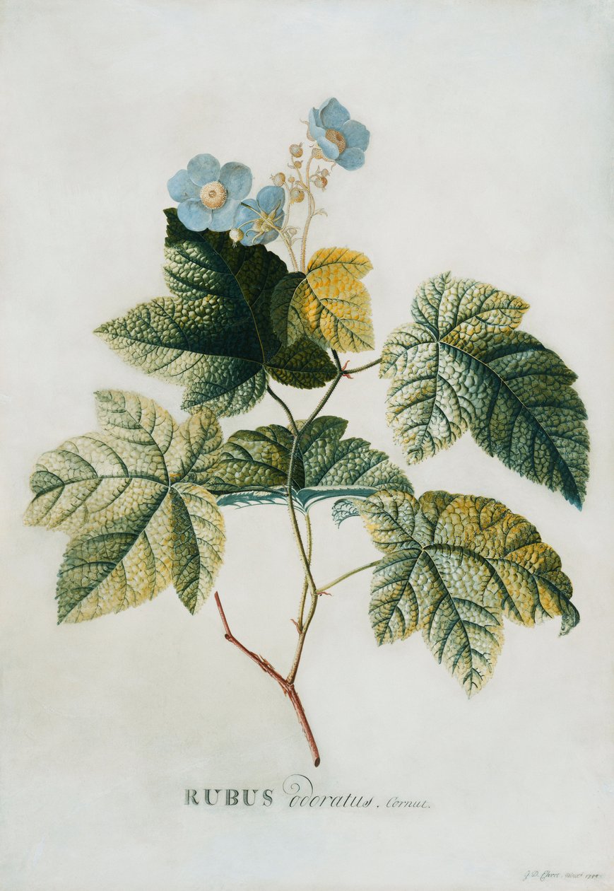 Rubus, 1744 alkotó: Georg Dionysius Ehret