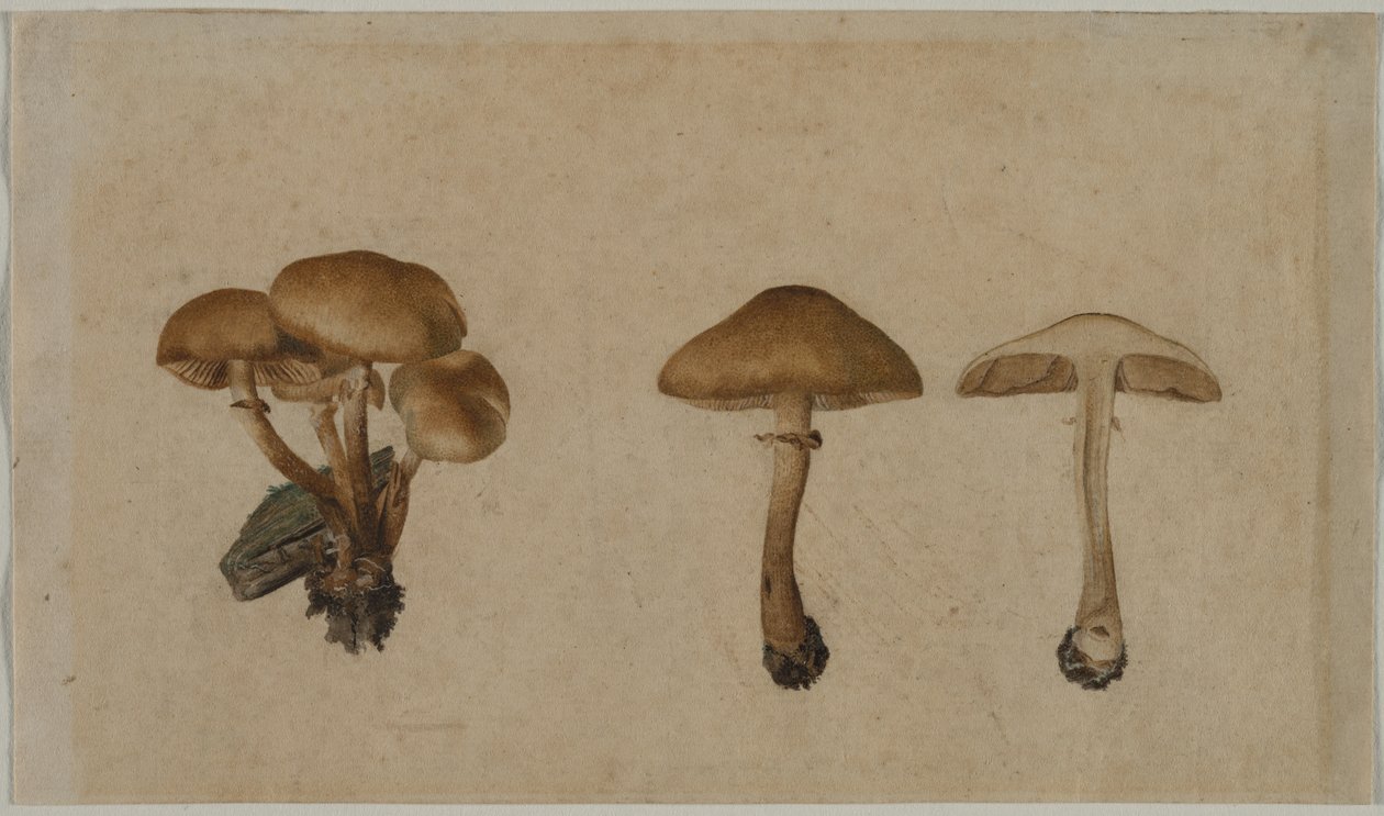 Gomba alkotó: Georg Wilhelm Baurenfeind