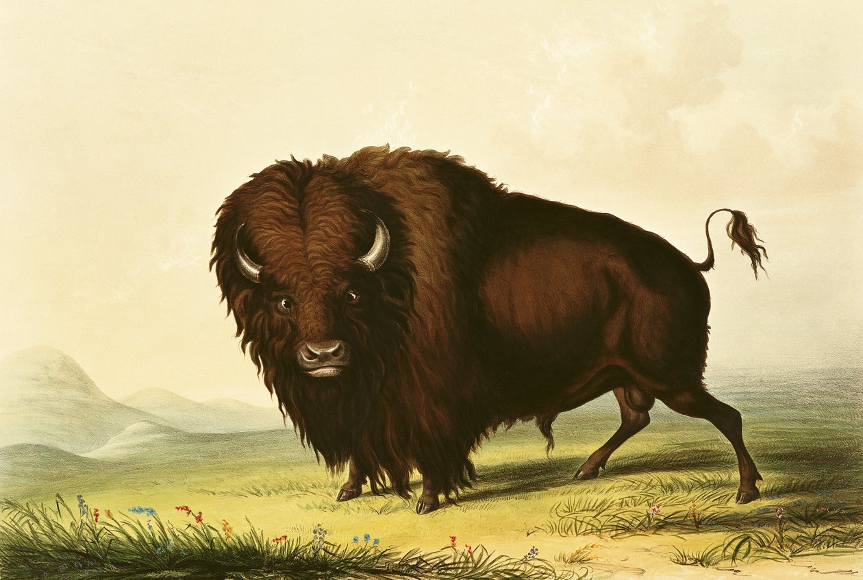 Egy bölény, 1832 körül alkotó: George Catlin