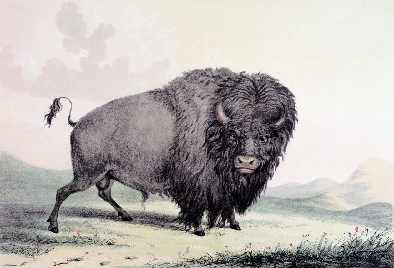 Egy bivaly bika legel alkotó: George Catlin