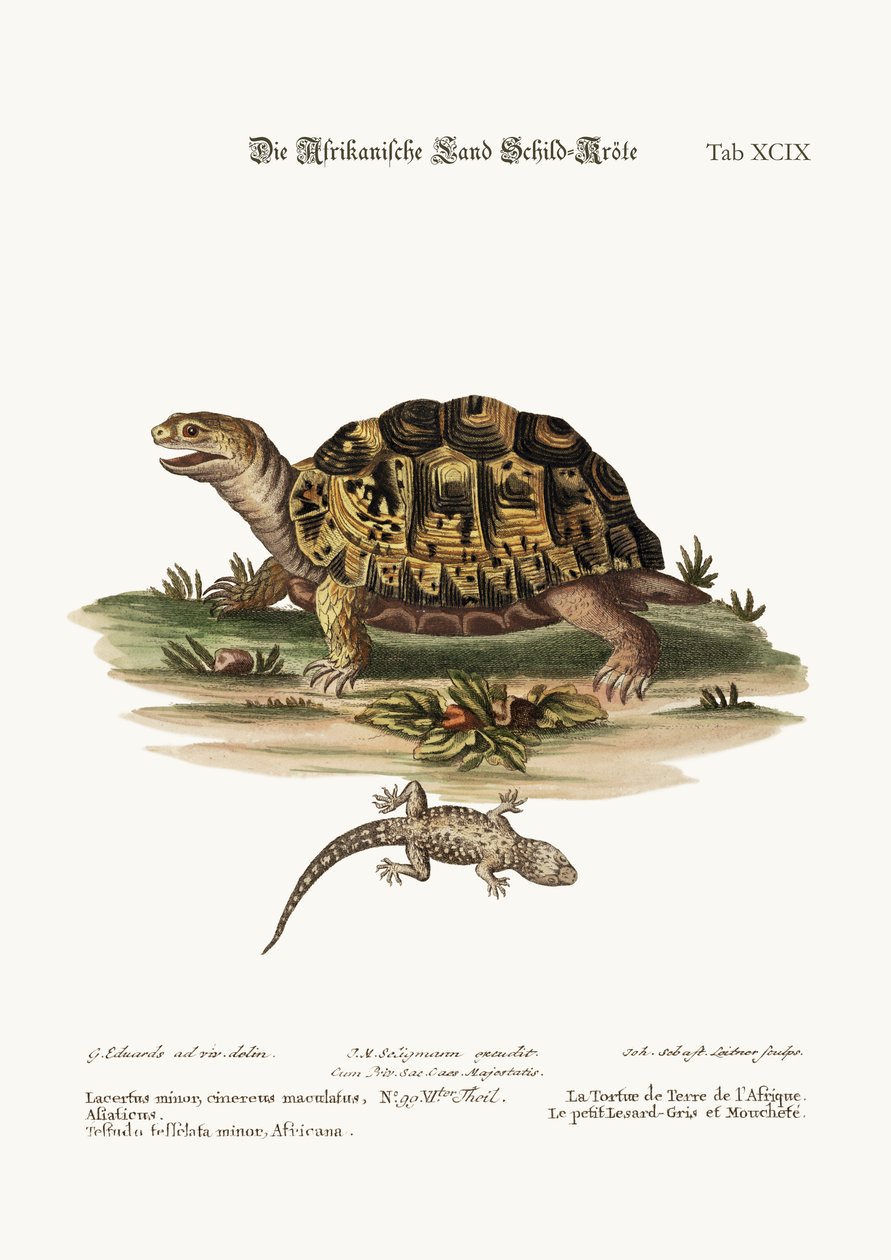 Az afrikai szárazföldi teknős. A kis foltos szürke gyík, 1749-73 alkotó: George Edwards