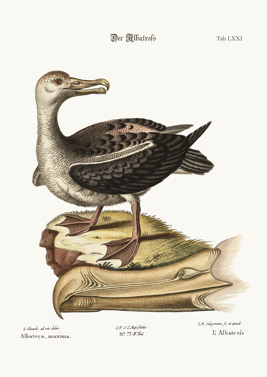 Az Albatrosz, 1749-73 alkotó: George Edwards