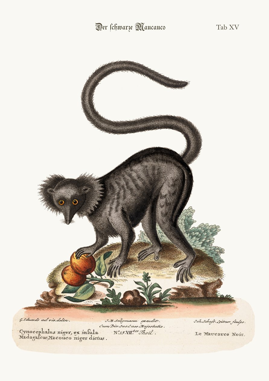 A fekete maucauco, 1749-73 alkotó: George Edwards