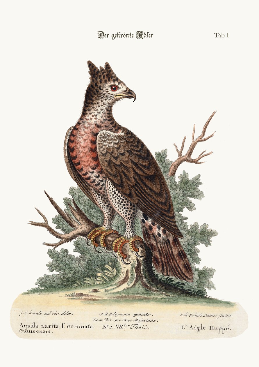 A koronás sas, 1749-73 alkotó: George Edwards