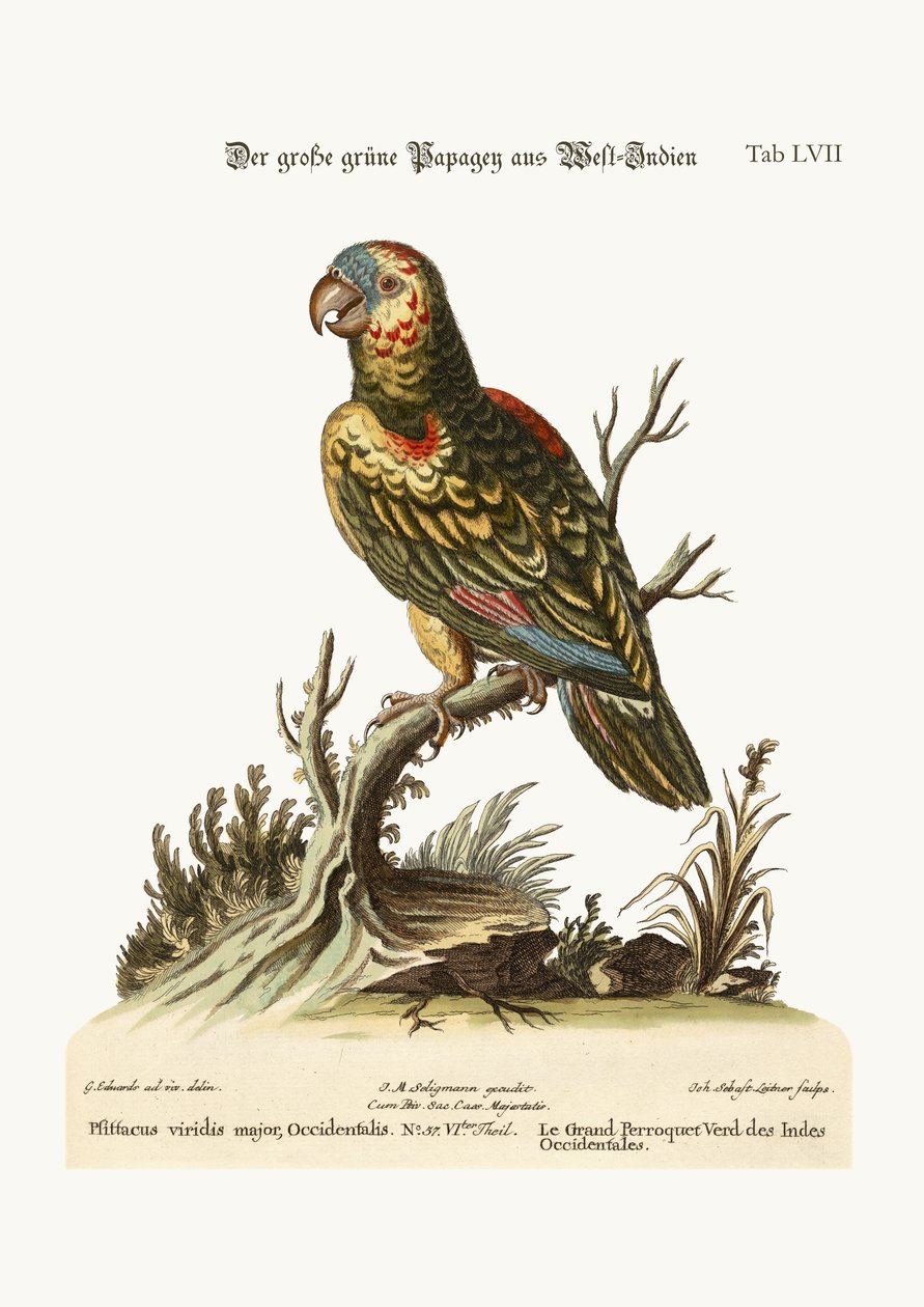 A nagy zöld papagáj, a Nyugat-Indiából, 1749-73 alkotó: George Edwards