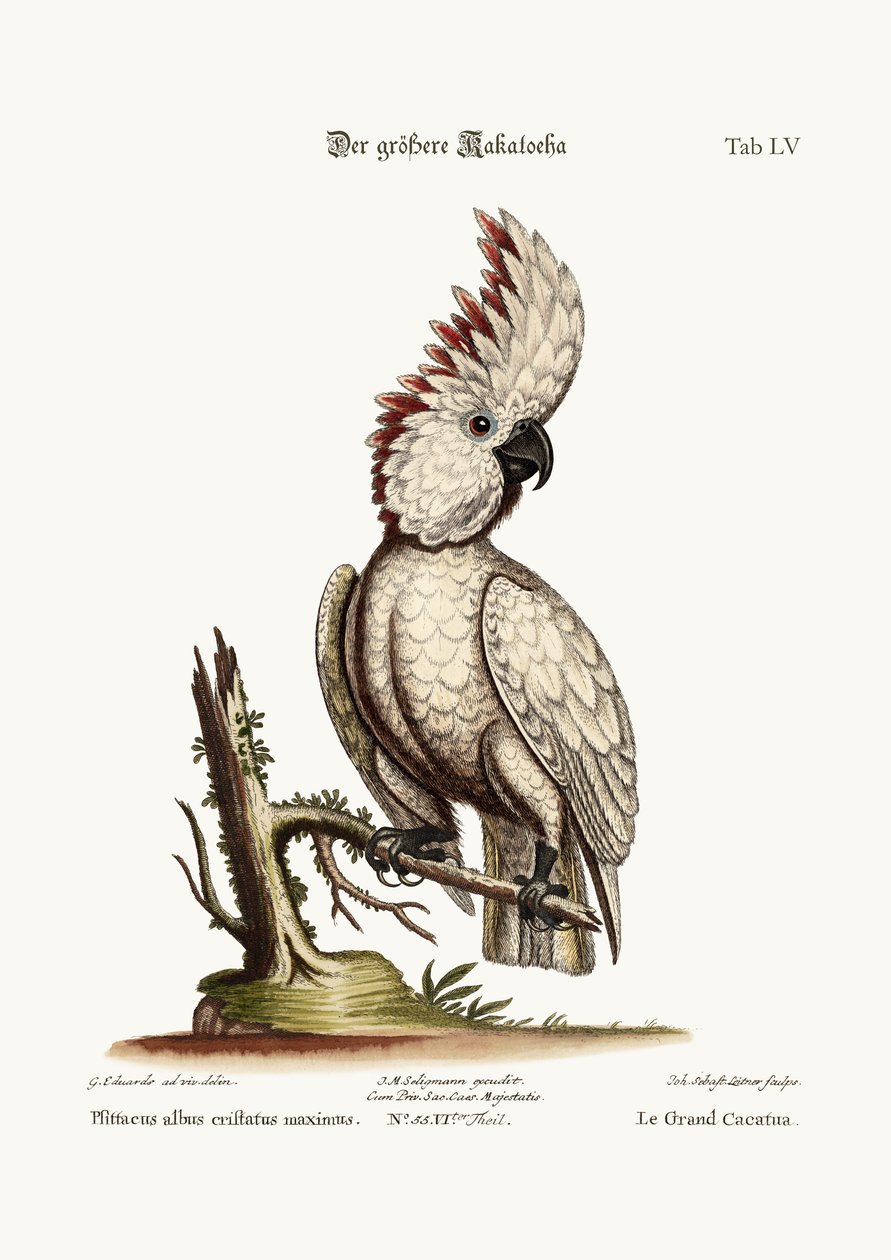 A nagy kakadu, 1749-73 alkotó: George Edwards