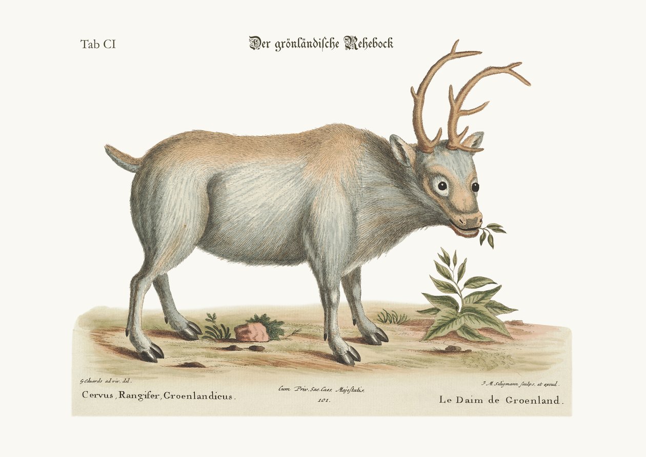 A grönlandi bak, 1749-73 alkotó: George Edwards
