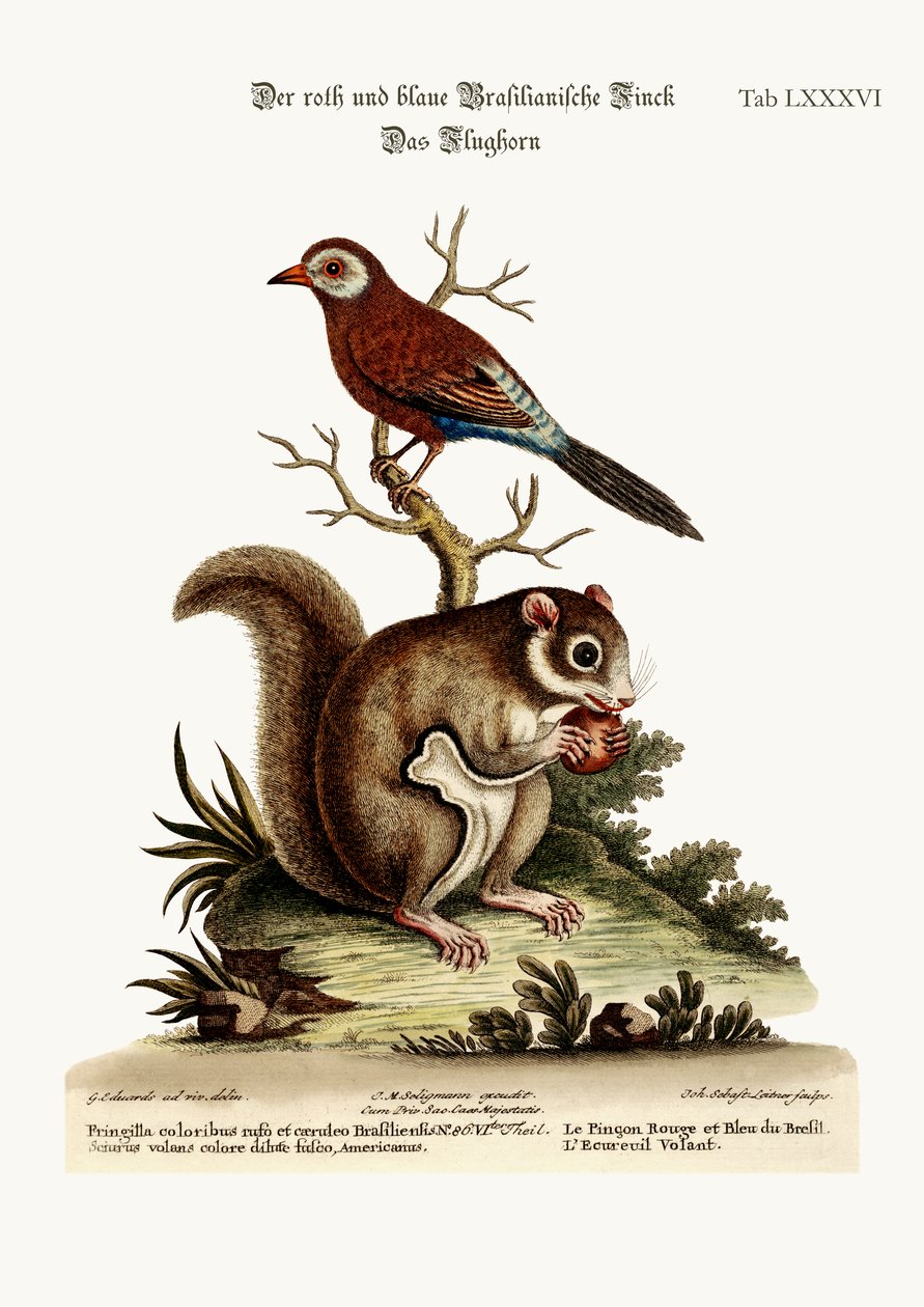 A vörös és kék brazil pinty. A repülő mókus, 1749-73 alkotó: George Edwards