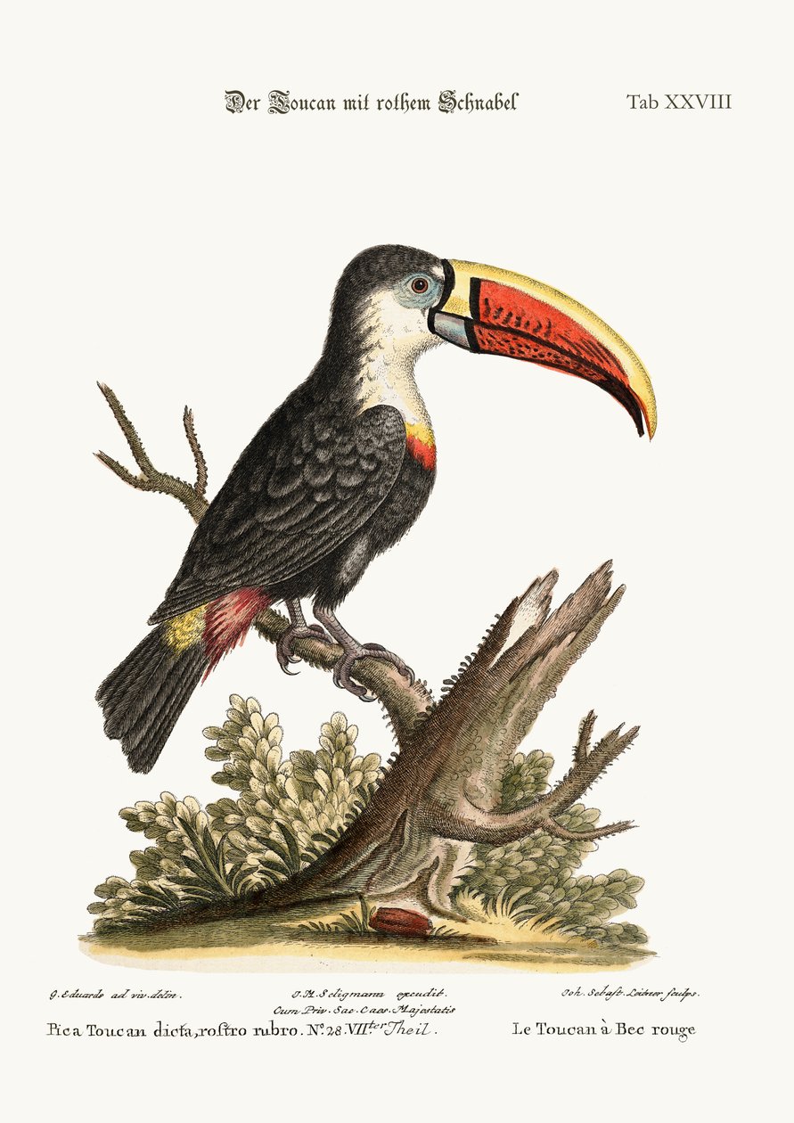 A vöröscsőrű tukán, 1749-73 alkotó: George Edwards