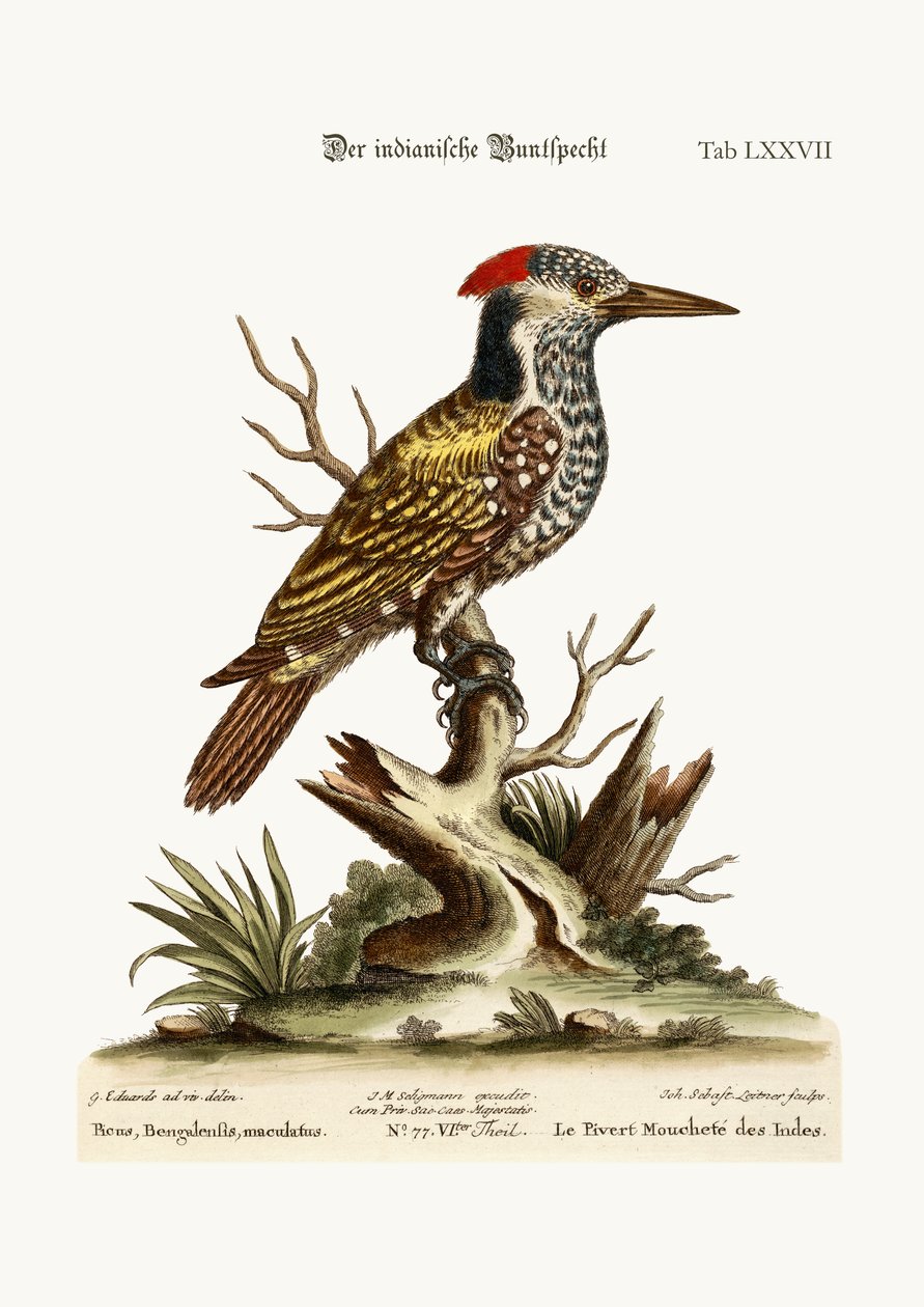 A foltos indián harkály, 1749-73 alkotó: George Edwards