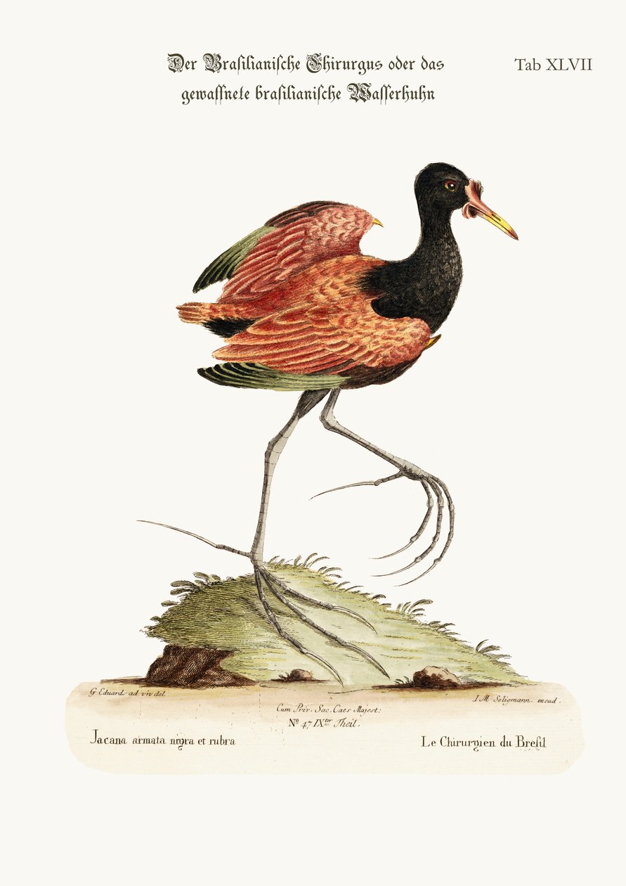 Brazília sarkantyúszárnyú vízi tyúkja, 1749-73 alkotó: George Edwards