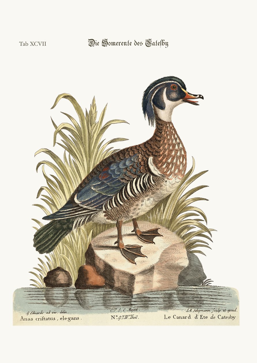 Catesby nyári kacsa, 1749-73 alkotó: George Edwards