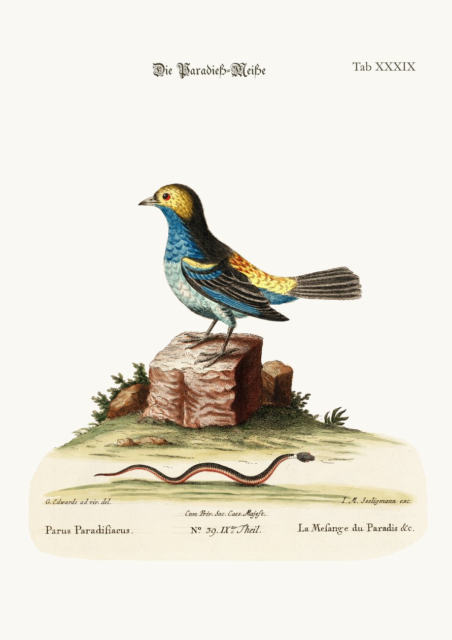 A paradicsomi cinege, 1749-73 alkotó: George Edwards