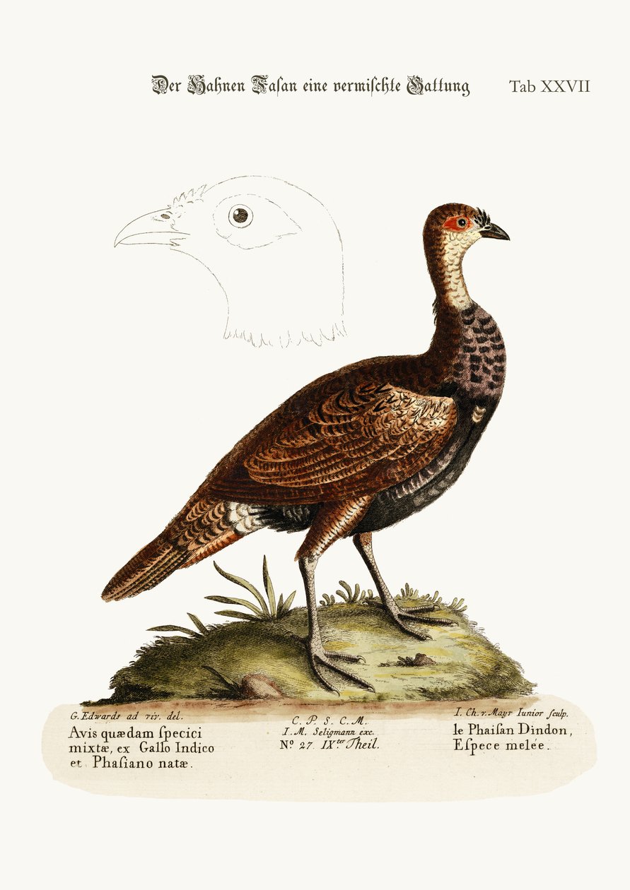 A pulyka-fácán, kevert faj, 1749-73 alkotó: George Edwards
