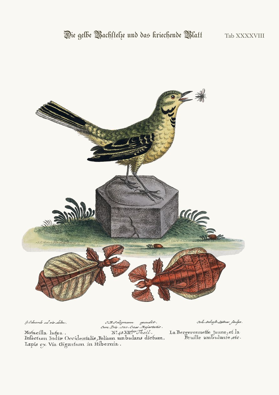 A sárga vízicsóka és a sétalevél, 1749-73 alkotó: George Edwards