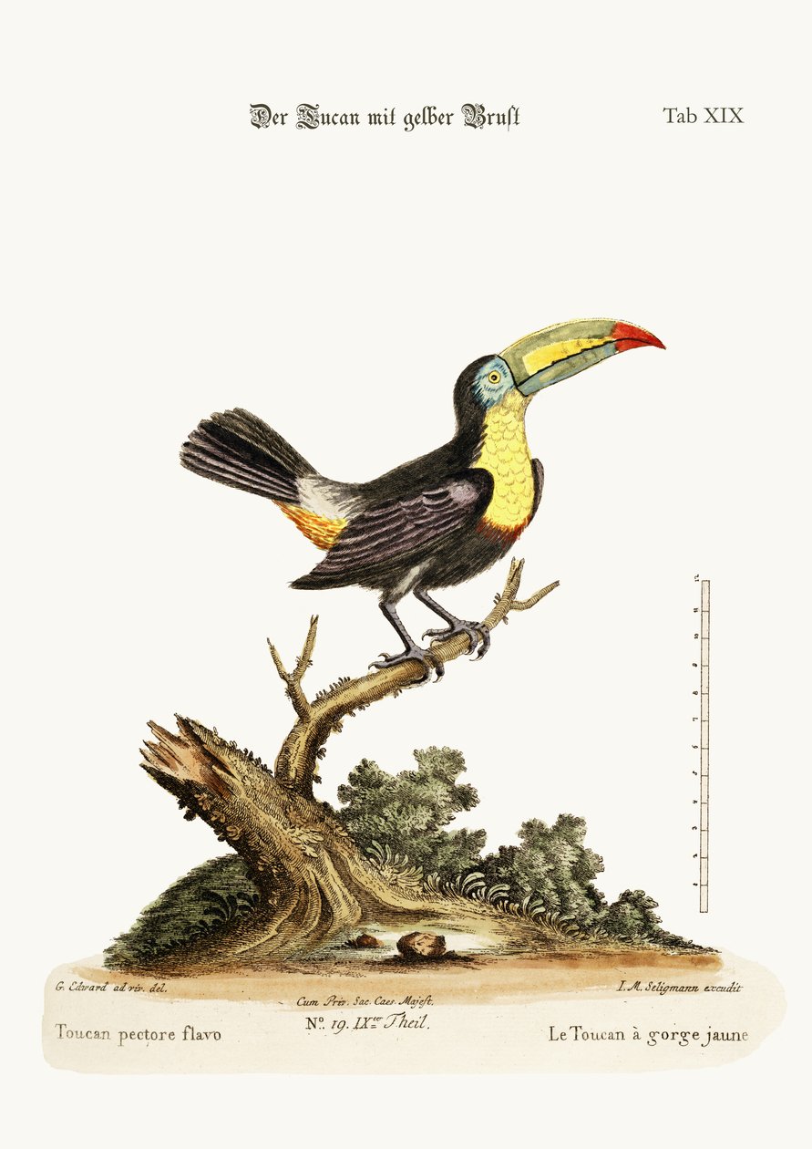 A sárgamellű tukán, 1749-73 alkotó: George Edwards