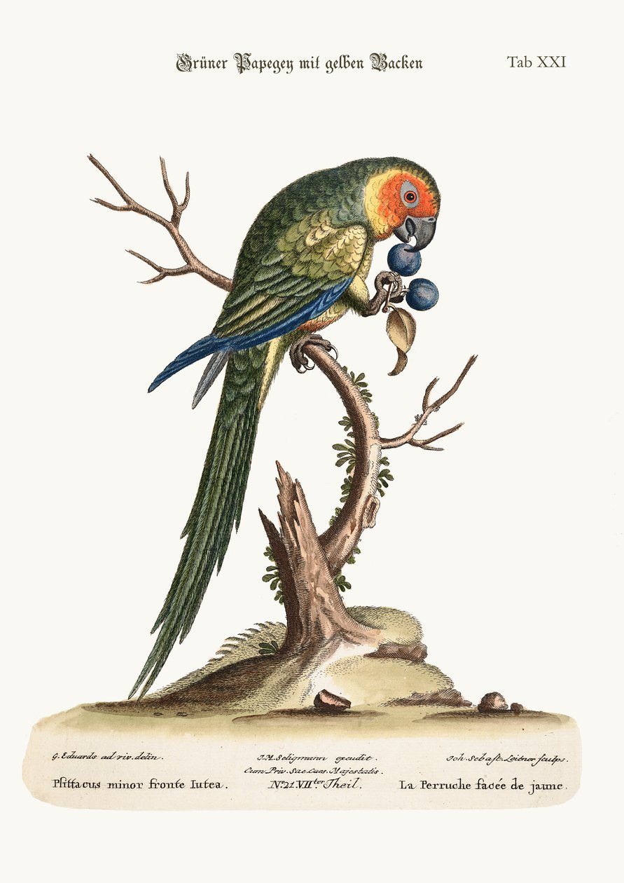 A sárgaarcú papagáj, 1749-73 alkotó: George Edwards
