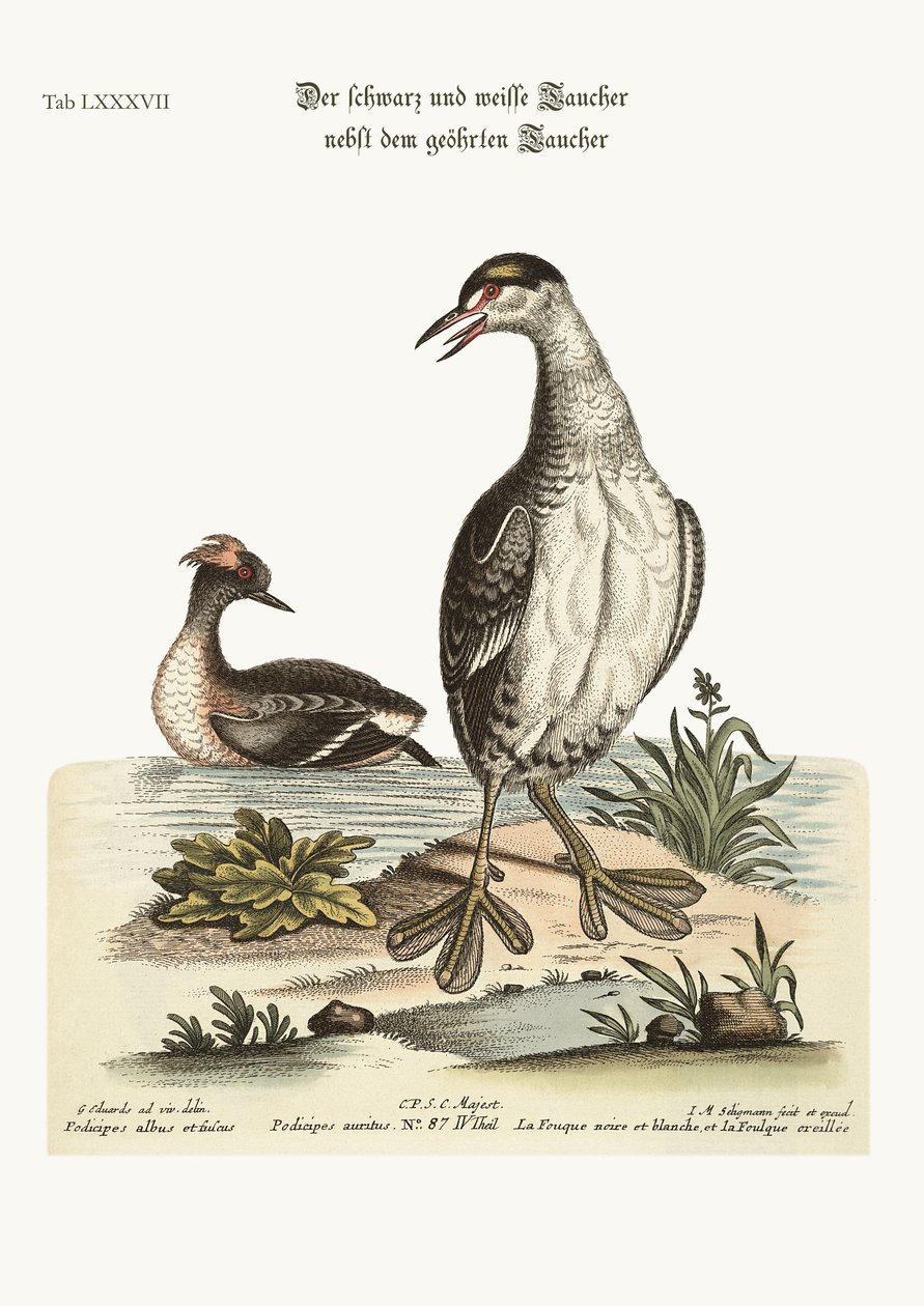 A fekete-fehér Dobchick és a füles Dobchick, 1749-73 alkotó: George Edwards