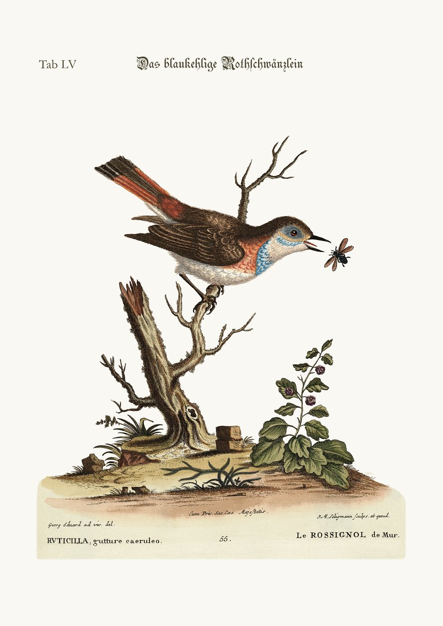 A kéktorkú vörösbegy, 1749-73 alkotó: George Edwards