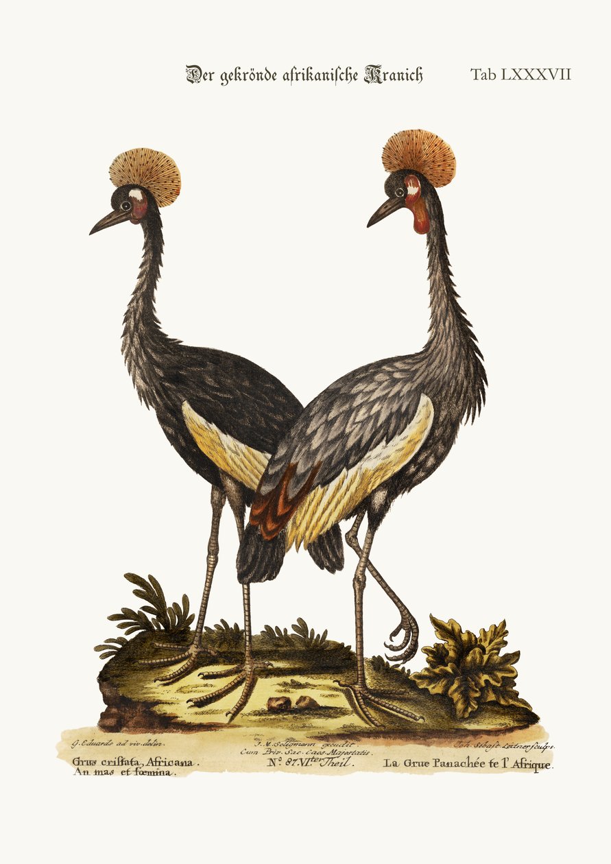 A koronás afrikai daru, 1749-73 alkotó: George Edwards