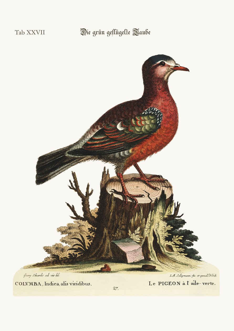 A zöldszárnyú galamb, 1749-73 alkotó: George Edwards