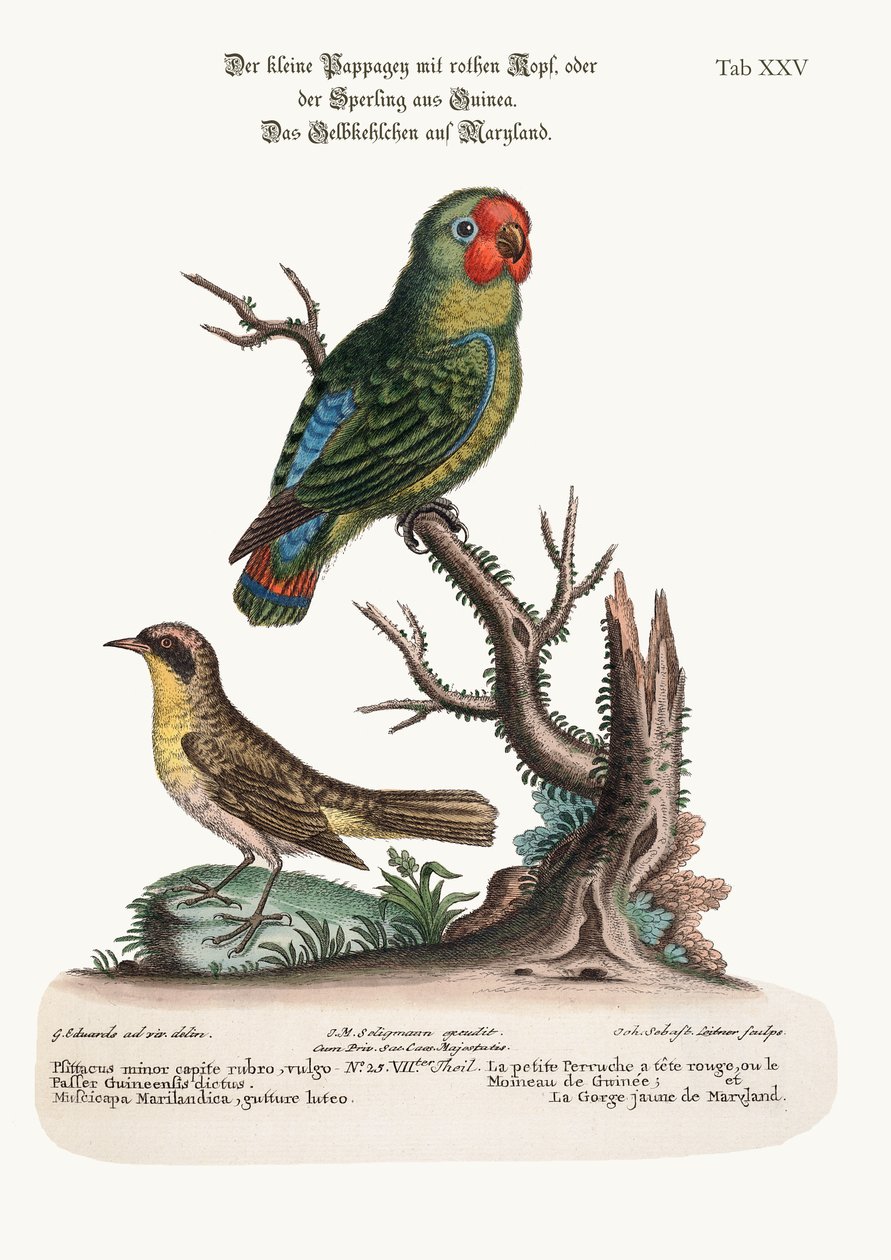 A kis vörös fejű papagáj vagy Guiney Sparrow és a marylandi sárgatorok, 1749-73 alkotó: George Edwards