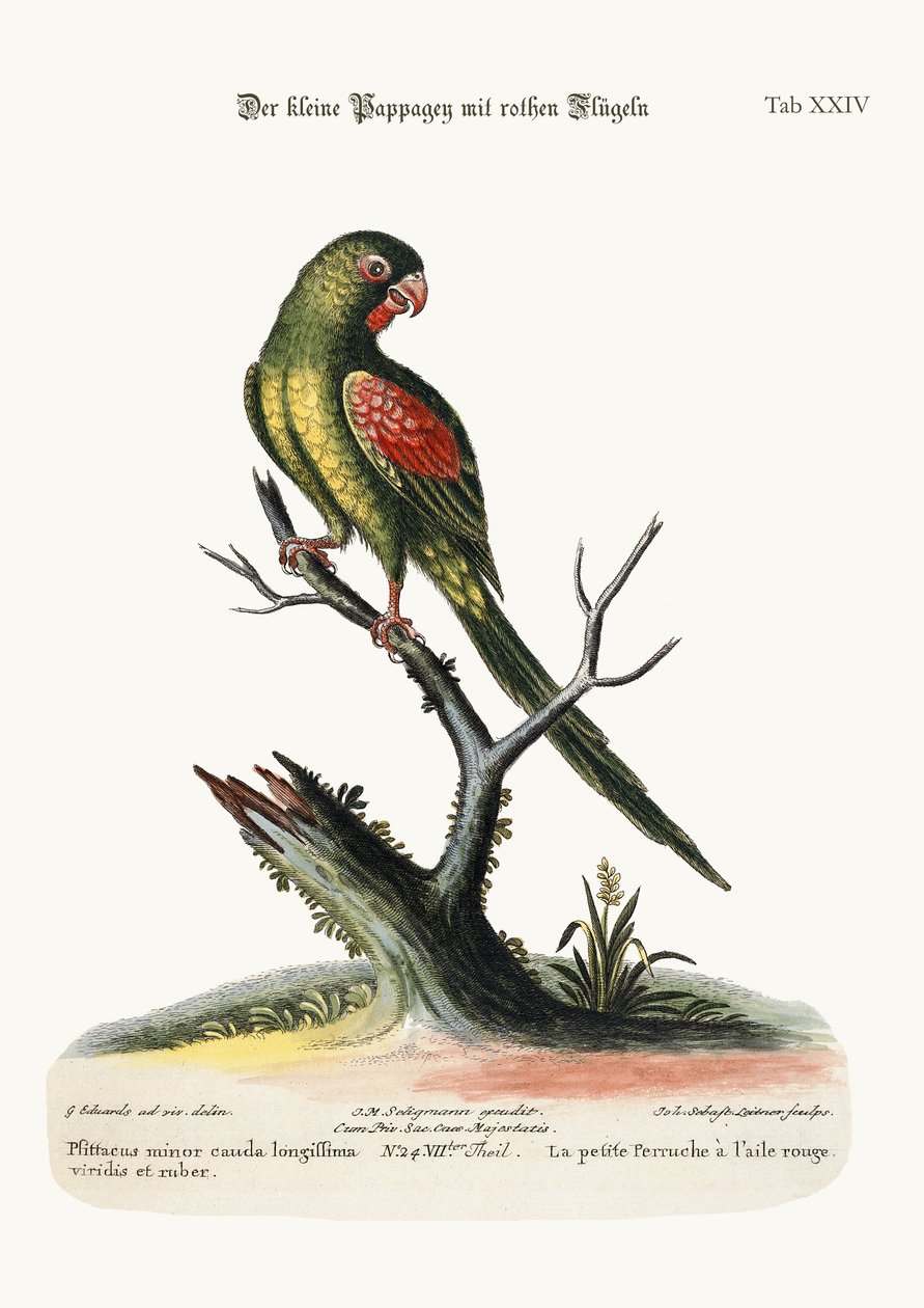A kis vörös szárnyú papagáj, 1749-73 alkotó: George Edwards