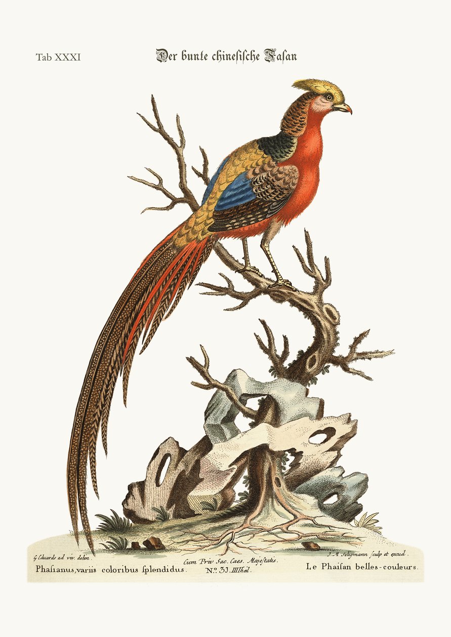 A festett fácán Kínából, 1749-73 alkotó: George Edwards