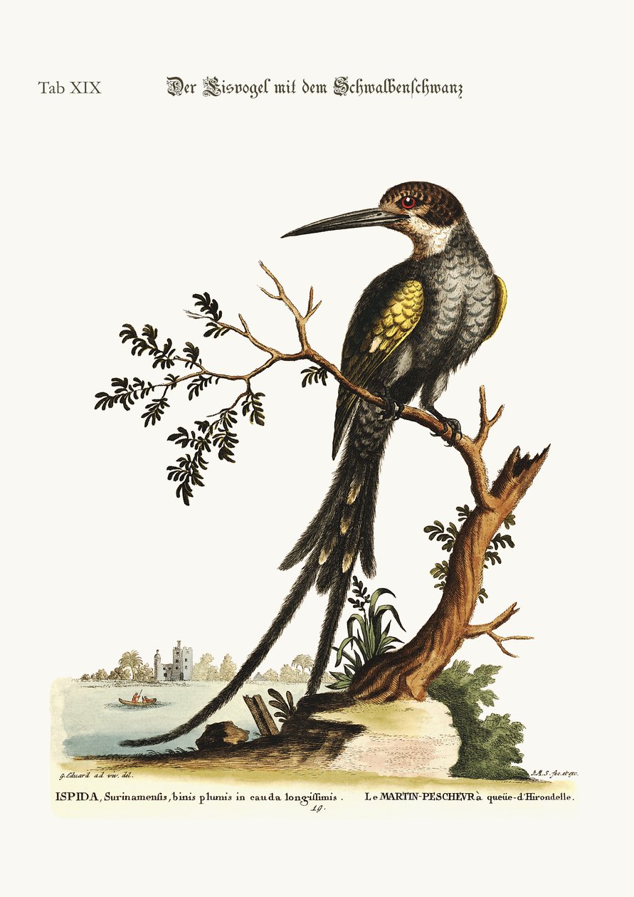 A fecskefarkú jégmadár, 1749-73 alkotó: George Edwards