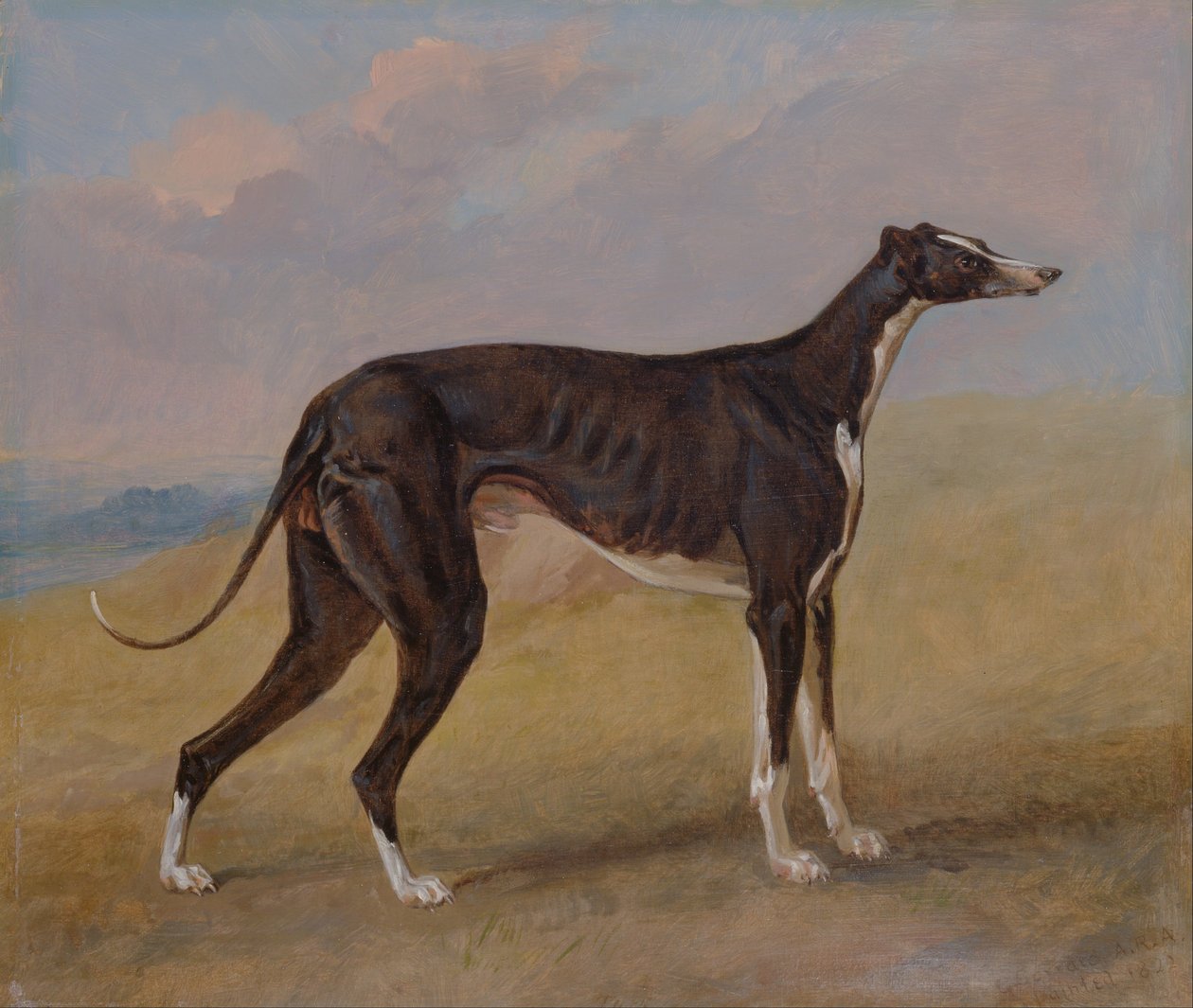 Turk, egy agár, George Lane Fox tulajdona. alkotó: George Garrard